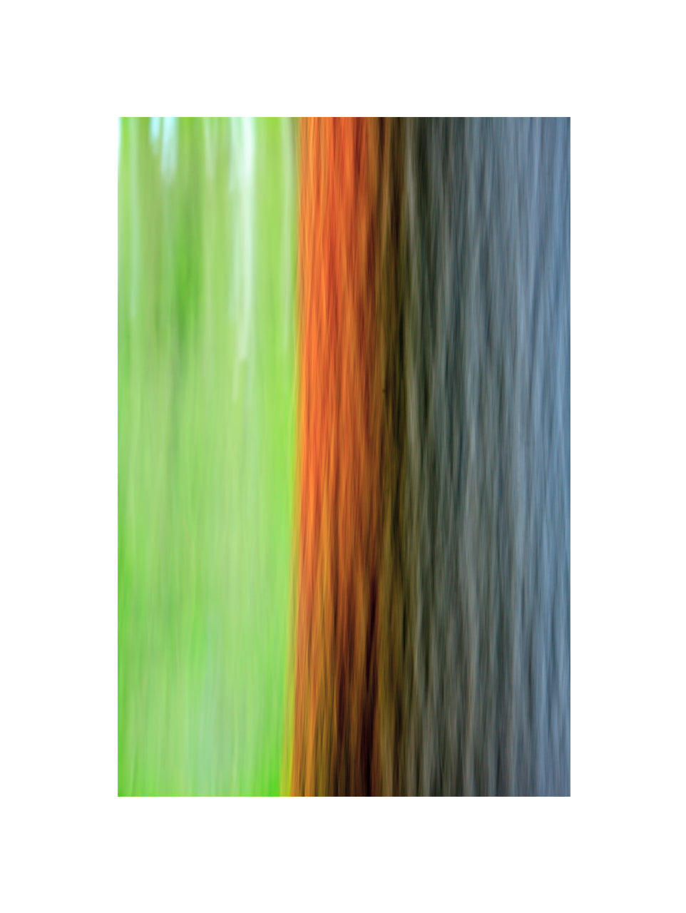 In the Forest XXI, 2012