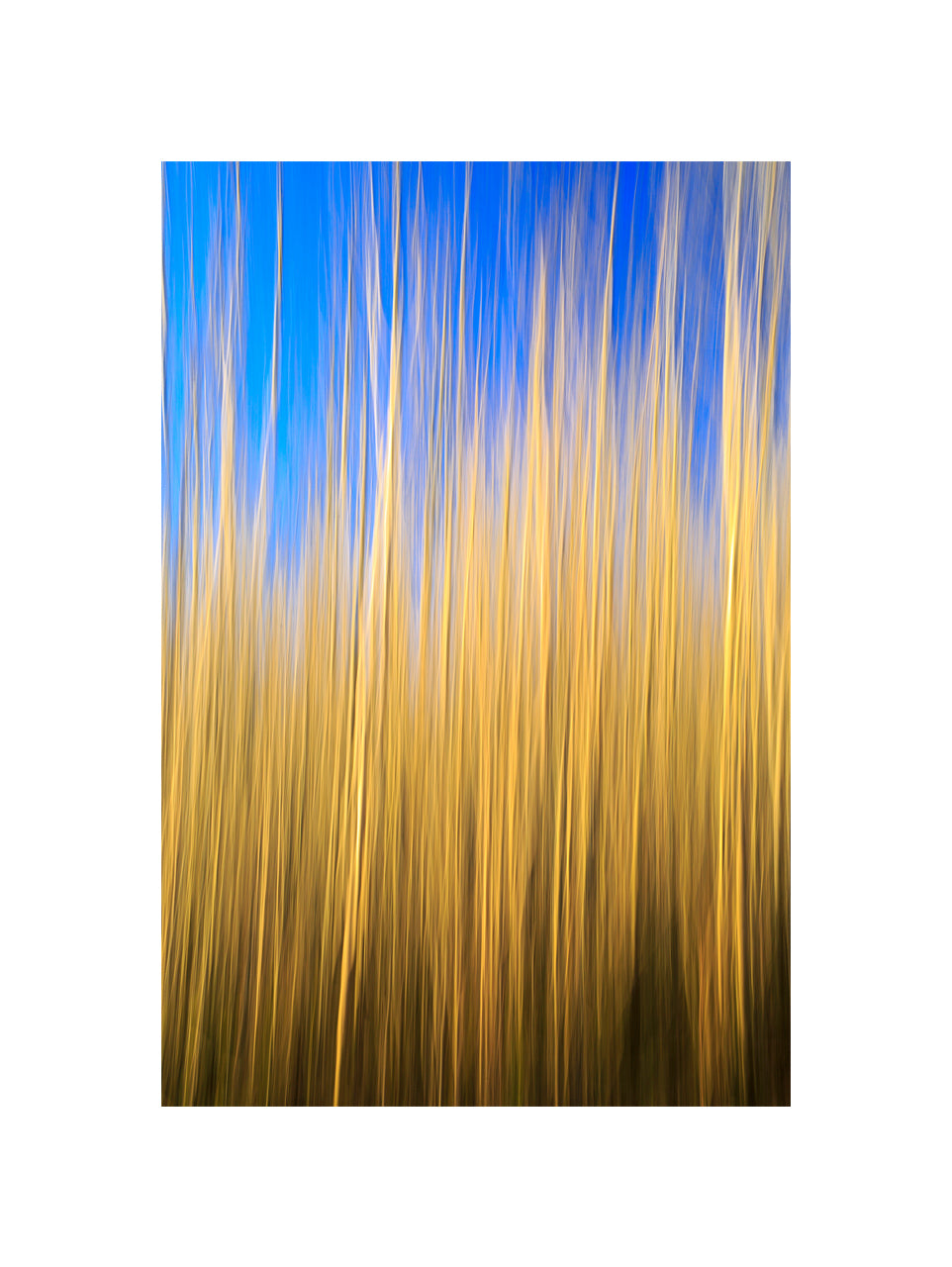 Grasses, 2015