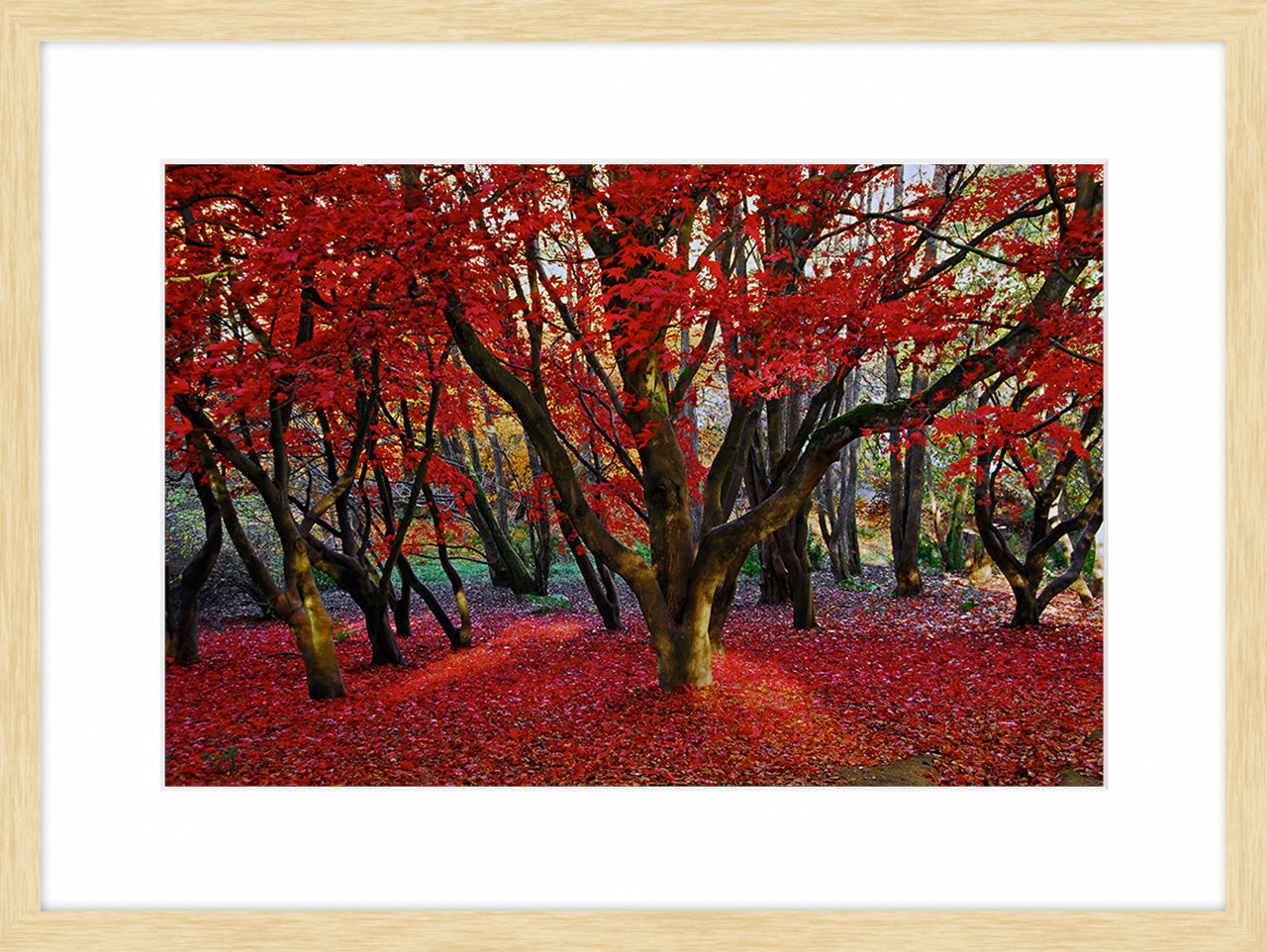 Autumn Reds
