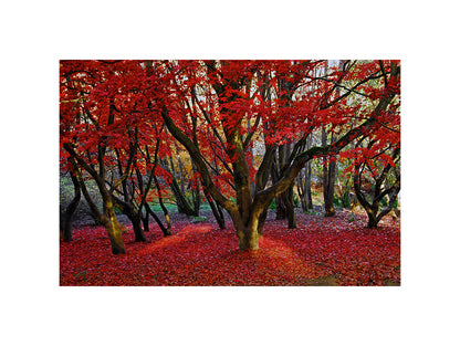 Autumn Reds