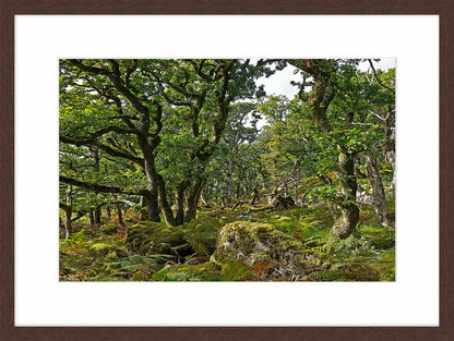 Black-a-Tor Copse Dartmoor