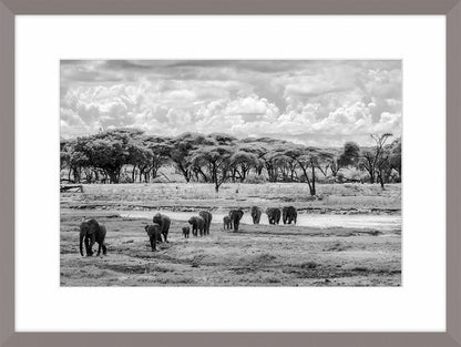 Elephants March