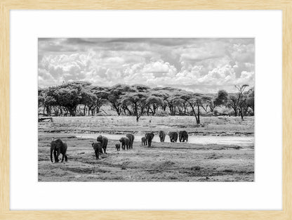 Elephants March