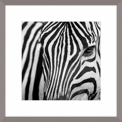 Zebra I