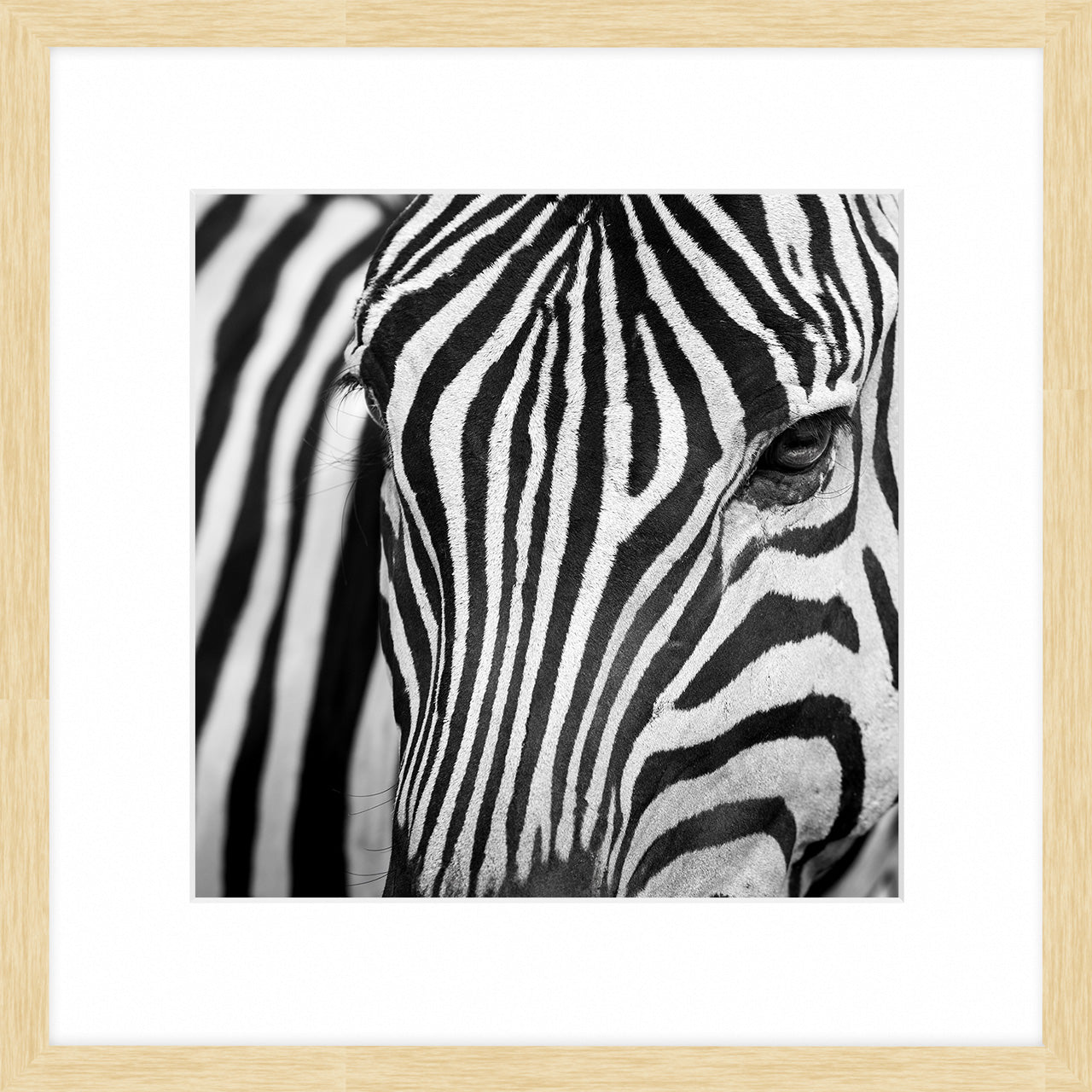 Zebra I