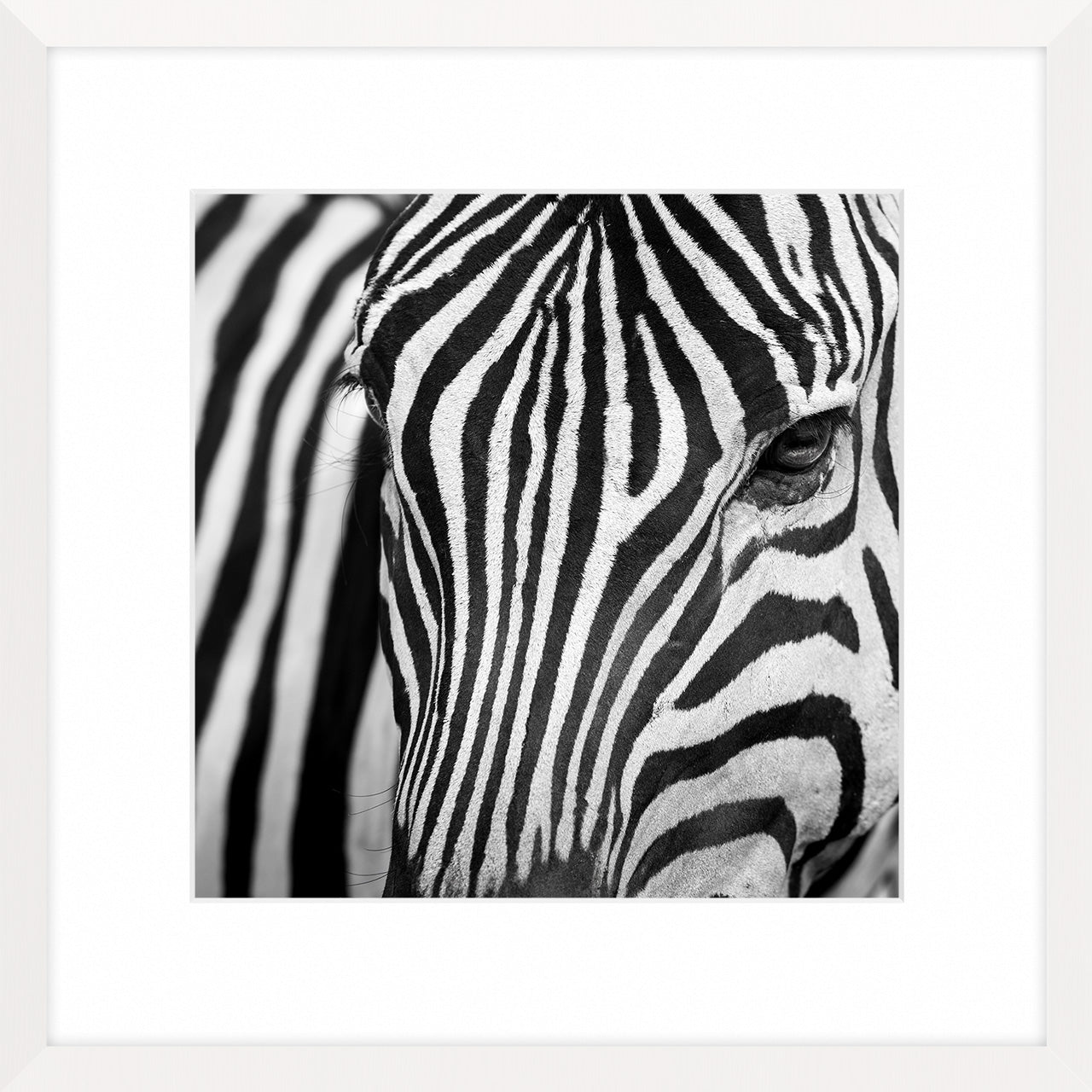 Zebra I