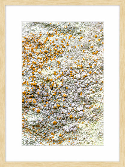 Patina and Decay, Yellow II