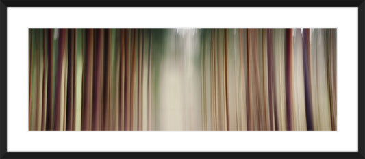 In the Forest XVI, 2012