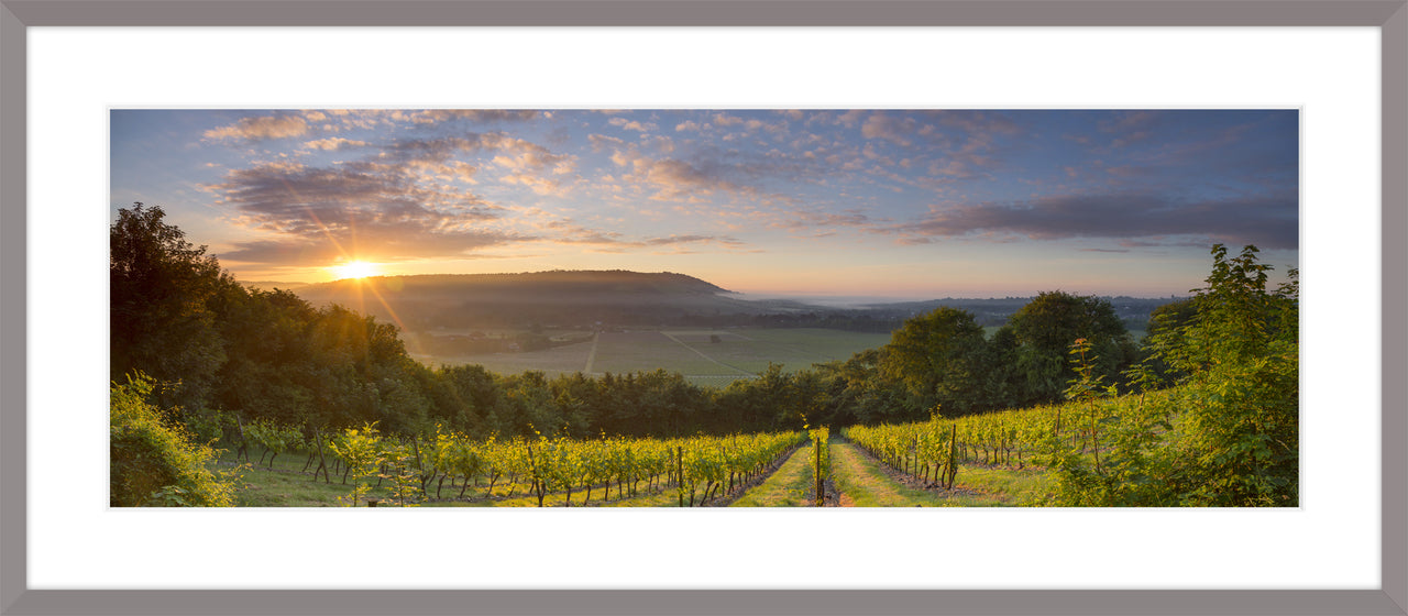Denbies and Box Hill, 2014