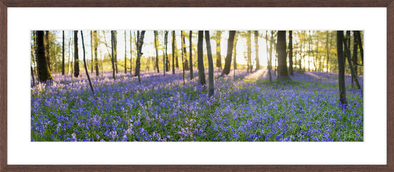The Bluebell Woods, 2016