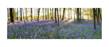 The Bluebell Woods, 2016