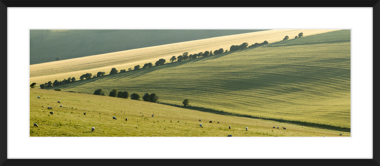 The South Downs IV, 2009