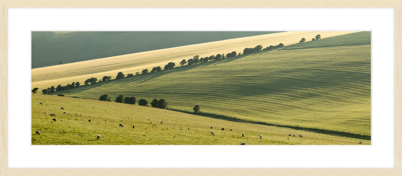 The South Downs IV, 2009