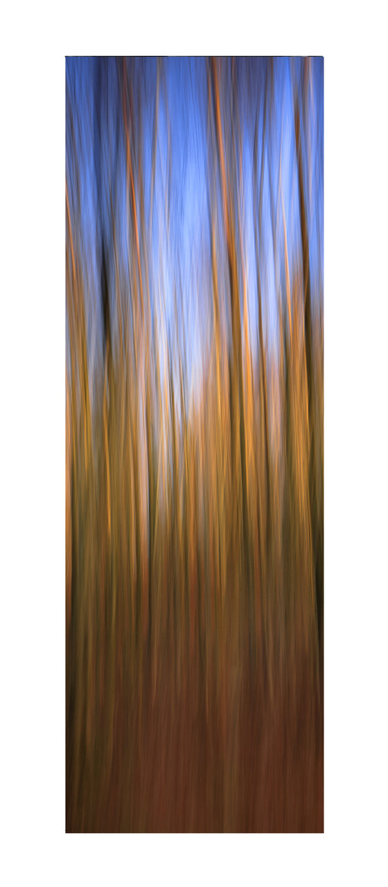 In the Forest II, 2012